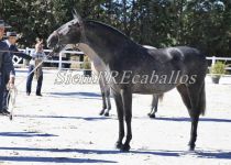 W SALVIA DE CENTURION,  CAMPEONA JOVEN DEL CONCURSO (Copiar)